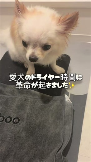 犬用ドライヤー 時短｜Petabooでふわサラに仕上げる方法