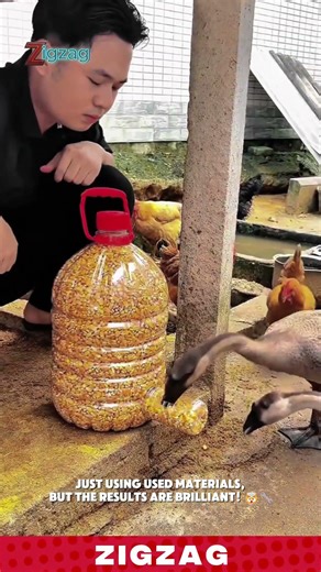 Smart & Practical Automatic Feeders for Poultry Care and Feeding in Backyard Farms
