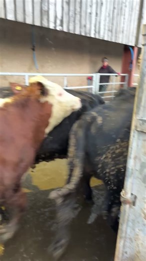 Beef Farming Insights: A Day on the Farm