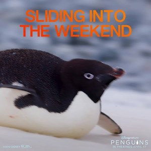 Slide into the weekend with Steve! 🐧 Bring the whole family to see Disneynature’s Penguins, now playing in theatres. | Disneynature