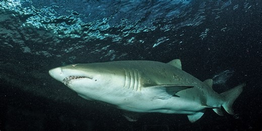 Squalo toro, predatore di mari e fiumi
