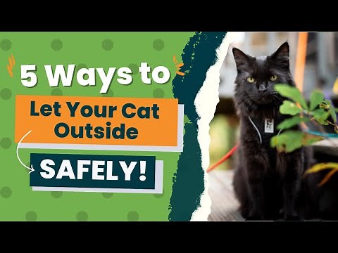 5 Ways to Let Your Cat Outside Safely