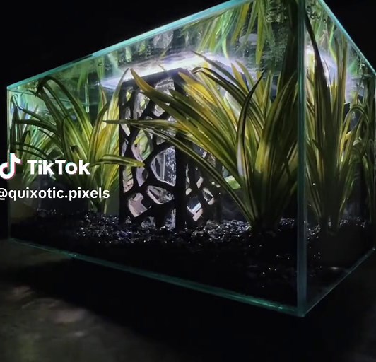 Fluval Edge fish tank. #fluvaledge #nanotank #aquarium #fishtank #fluval #amanoshrimp #snail