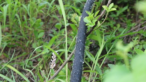 3 Pack Short Soaker Hose 15 Ft for Garden Beds, 1/2’’ 50 ft Soaker Hose for Foundation Watering, 70% Water Saving Drip Hose Irrigation for Lawn, Landscaping, Garden (15 FEET x 3PACK, Black)