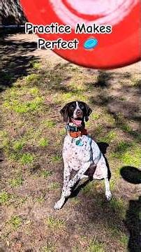 Sky High Destiny: GSP Flight Mode ✈️🐾