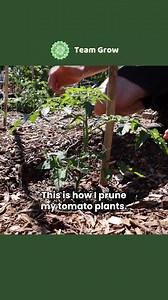79K views · 342 reactions | Prune your tomatoes for bigger fruits!  | Team Grow | Facebook