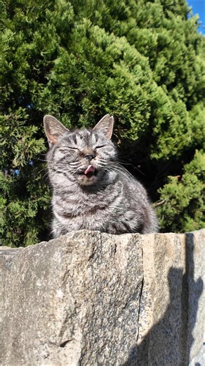 島の猫ちゃん時々ペロっと舌を出してカワイイ