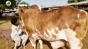 273 reactions |  | Pakistan cattle market | Facebook