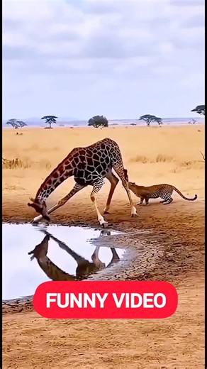 video ngắn độc lạ vui nhộn hài hước nói về động vật #thegioidongvat #dongvat #dongvathoangda #animals