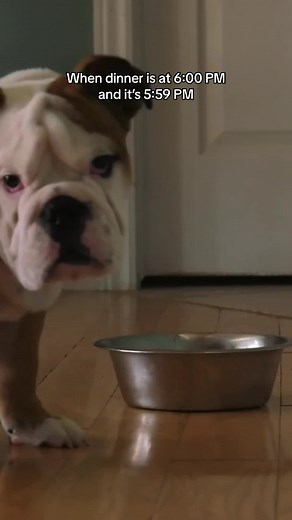 TLC Pet Food is too tastey to wait🫶🐾