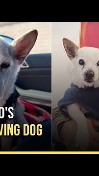 Meet Gino Wolf, The World's Oldest Living Dog