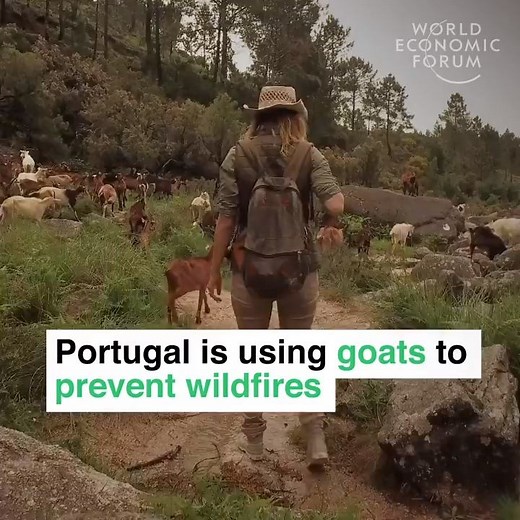 1.8M views · 29K reactions | All thanks to eating and trampling. Learn more about forest fires: https://wef.ch/2OeBRnB | World Economic Forum | Facebook