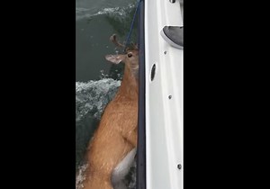 Video: Swimming Deer Rescued from Long Island Sound | OutdoorHub
