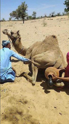 this really possible? You’ll be amazed at how camels stay cool without a fan! 🐪✨🌾