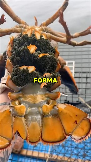 ¿Por qué los pescadores le hacen un corte a las langostas antes de soltarlas de vuelta al mar? 🦞