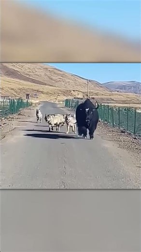 Roadside Chaos: Pack of Wolves vs Massive Yak