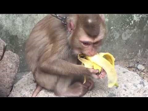 Khỉ con ăn chuối nhìn dễ thương