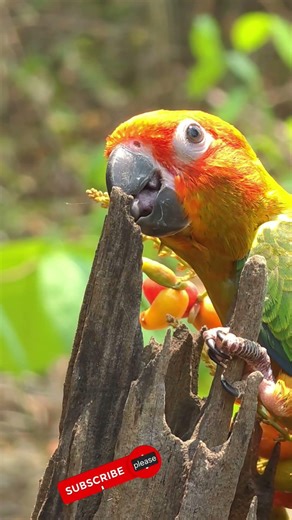 Wild fruit-eating birds Sun conure parrot sounds