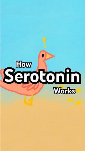 how serotonin works (AP Psych)