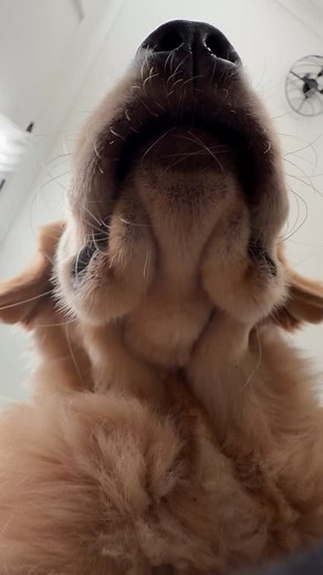 2.7K views · 2.8K reactions | Monty man and his chunky cheeks | Itsmontysaurus | Facebook