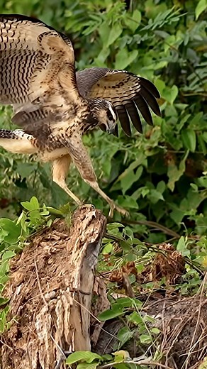 31K views · 2.8K reactions | The great black hawk picks through the old stump one splinter at a time, hunting for hidden bugs. Between pecks, it stands tall like royalty on a throne of wood, then suddenly leaps off to chase a runaway piece of bark. #greatblackhawk #hawk #birdsofprey #raptors #wildlife #nature #wildlifevideos #birds #pantanal #brazil #sonyalpha | Amber Favorite Photography | Facebook