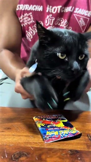 Lechon the cat loves ripping open pokemon cards! Let's see what he gets today!😺 #pokemoncards
