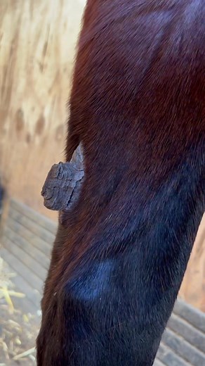 How to Pick Off a Chestnut Safely