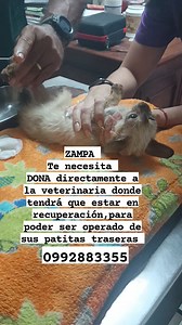 27K views · 1.6K reactions | Zampa es un gatito mix de Siames de 4...