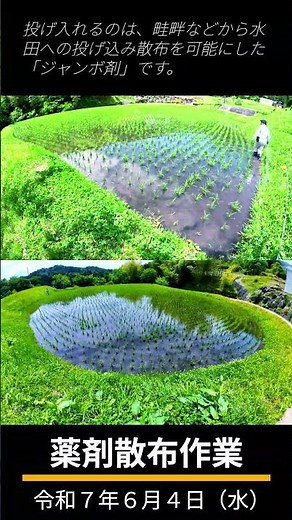 20250604薬剤散布作業Ｓ０２ #じいじの山暮らし #農作業 #稲作 #米作り #水田雑草 #除草 #クリンチャージャンボ #水稲用中後期除草剤 #日本農薬株式会社
