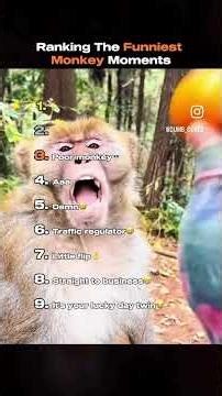 Funny monkeys