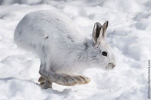 Snowshoe hare - Alchetron, The Free Social Encyclopedia