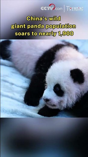 China's wild giant panda population soars to nearly 1,900