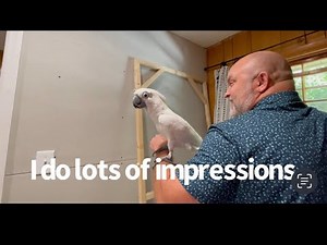 Buster the cockatoo | Dad, I have lot’s of impressions | I’m a working boy | subtitles