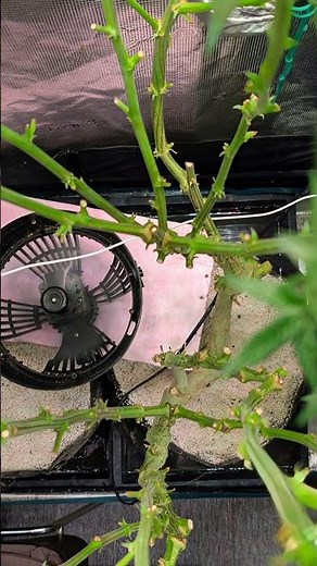 Fantasy Feast #6 – Week 4 Flower | One Day After PK Flush