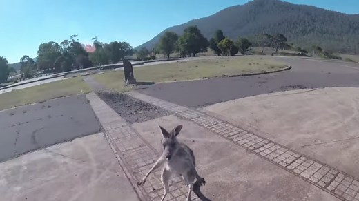 Paraglider lands, immediately gets attacked by kangaroo