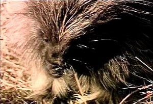 North American porcupine in natural habitat | Britannica