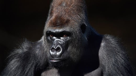 Video shows gorilla shatter glass at San Diego Zoo in wild charge