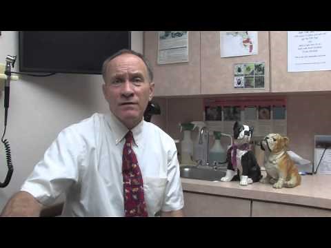 How to Get Rid of Dog Scabies