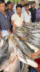 9.9M views · 52K reactions | Alive fresh mixed fish market॥ #reelsfypシ #palerchar #fishmarket #padmariver #shorts | Village Boy BD | Facebook