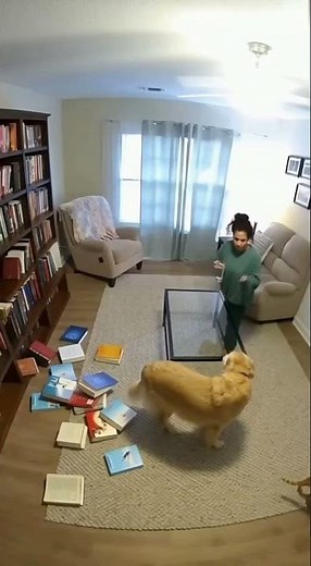 Dog: I was just trying to read 📚🐶 #catanddoglove #guiltydog #funny #animals #funnypets #pets #puppy