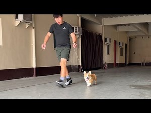 Training: New Welsh Pembroke Corgi Baby Puppy - Eli