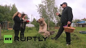 8.5K views · 205 reactions | Russia. Meet Stepan, the 300kg brown bear who’s found a human family. In 1993, an ordinary Russian family adopted a three-month-old bear cub that was struggling to survive. How did they manage to turn this wild animal into a cute and cuddly pet? credit: RT | Great Russia | Facebook
