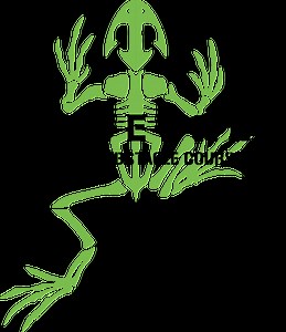 BoneFrog Challenge | Mud Run, OCR, Obstacle Course Race & Ninja Warrior Guide