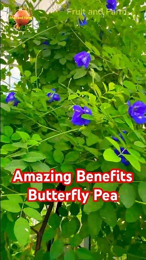 Amazing Benefits of Butterfly Pea Flower Tea You Should Know