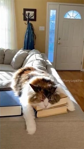 😺 🐈 Cute Cat greets Marine with screams! #cat