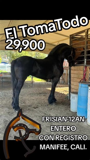 Frisian Horses for Sale in Cali