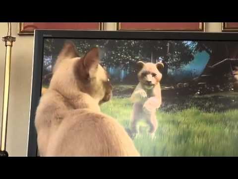 My cat playing kinectimals on xbox kinect