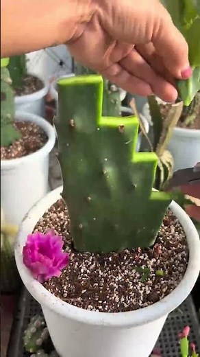 How to Graft Cactus for Beginners | Step-by-Step Guide 🌵✂️