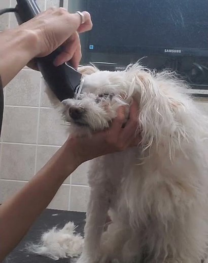 Shaving a heavily matted dogs face with clippers, clip from full video, dog grooming