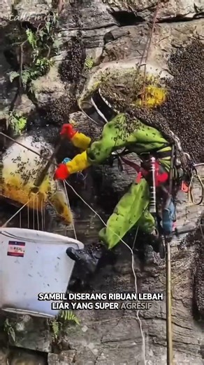 madu yang memabukkan!... #faktaunik #faktamenarik #animals #shorts #foryou #lebah